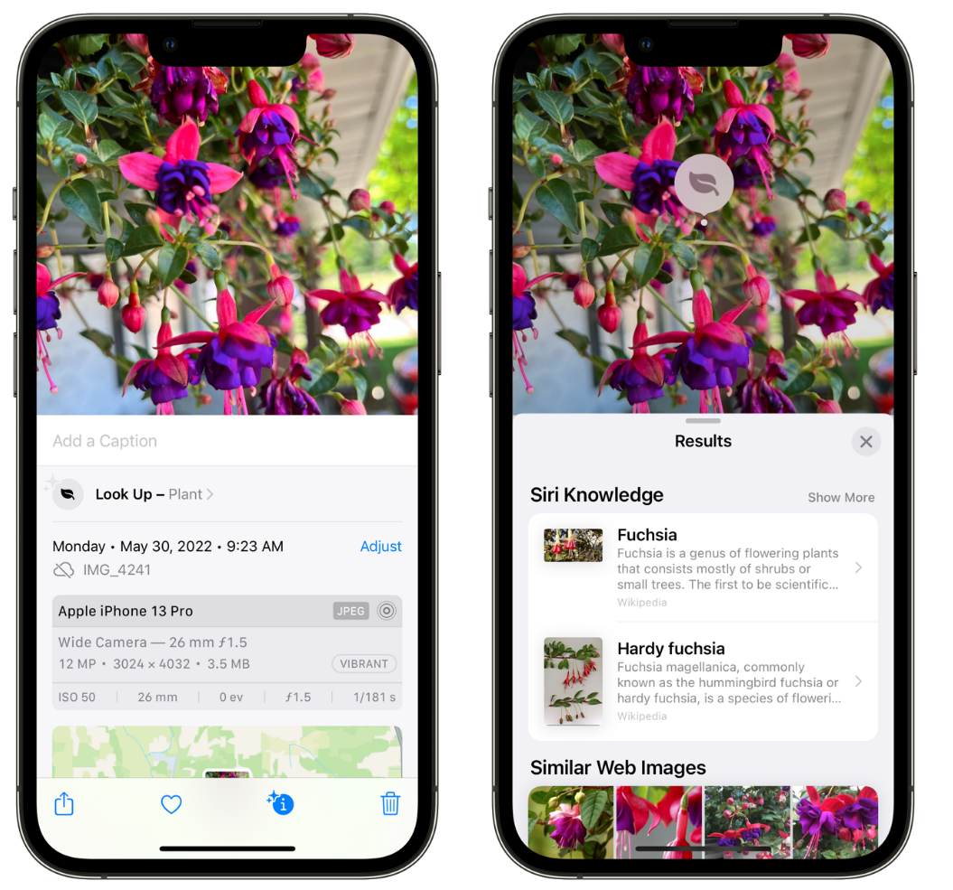 隆广镇苹果手机维修分享小技巧：使用 iPhone 相机识别花卉植物 